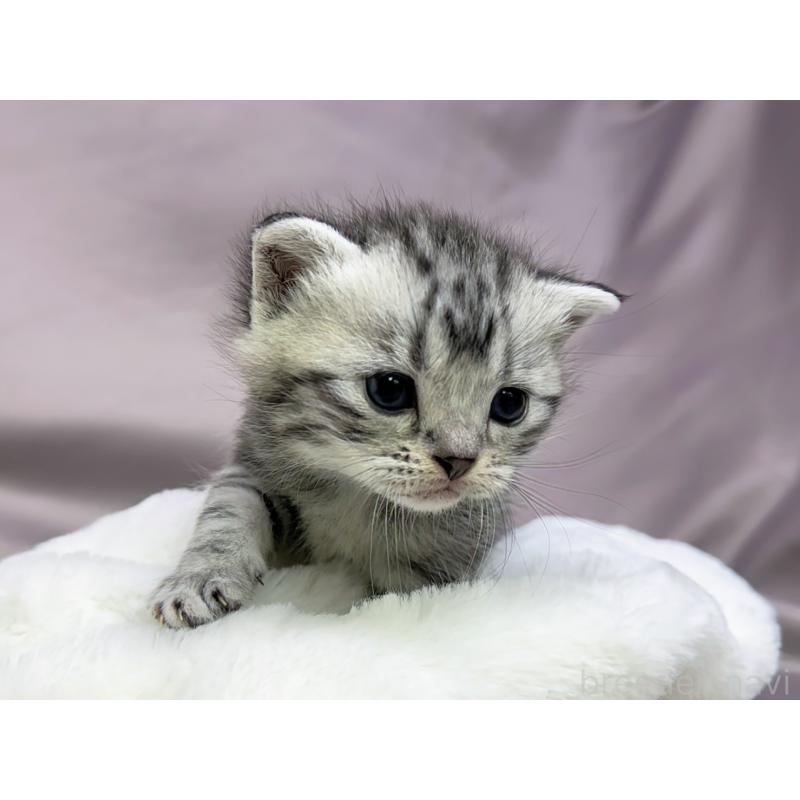 販売中の千葉県のアメリカンショートヘア-134248の6枚目