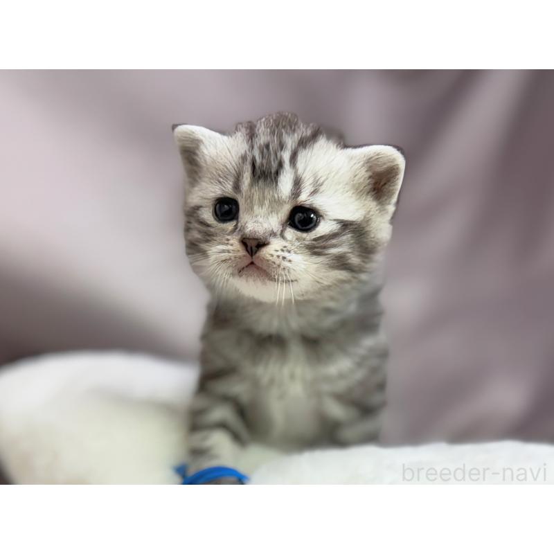 販売中の千葉県のアメリカンショートヘア-134248の5枚目