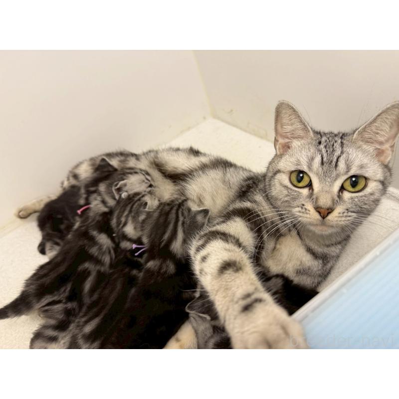 販売中の千葉県のアメリカンショートヘア-134248の4枚目