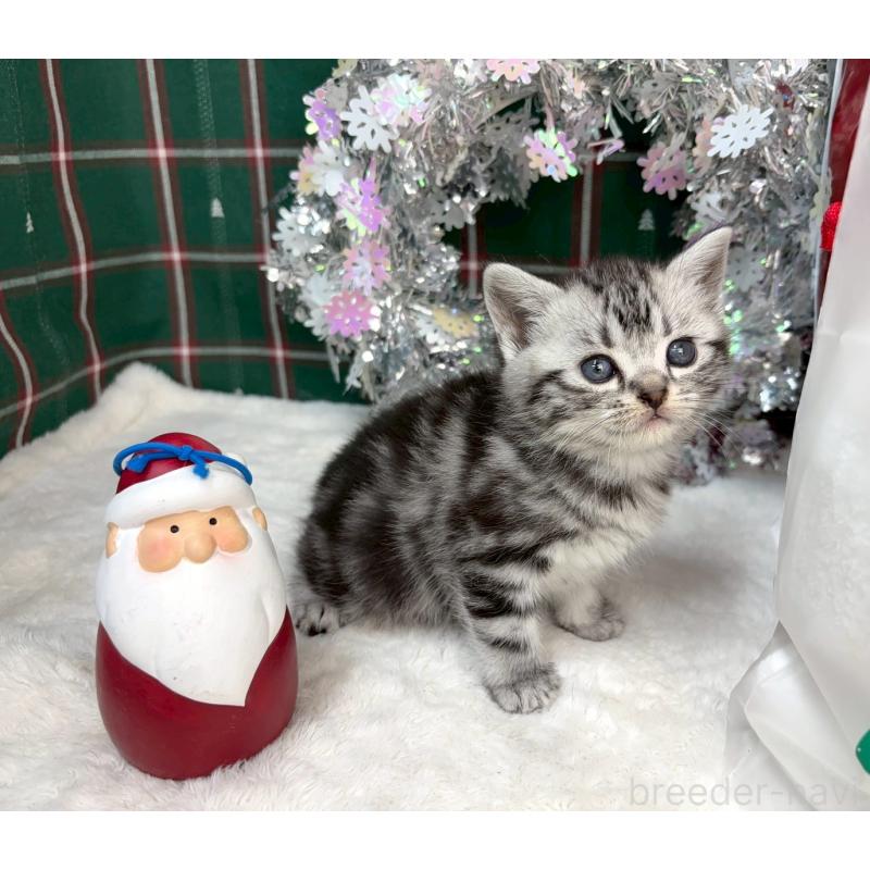 販売中の千葉県のアメリカンショートヘア-134248の3枚目