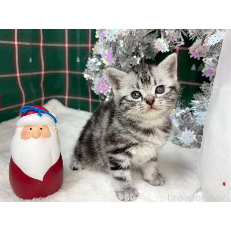 販売中の千葉県のアメリカンショートヘア-134248の2枚目