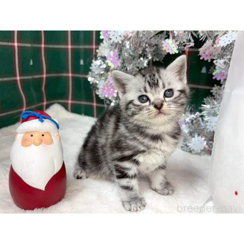 販売中の千葉県のアメリカンショートヘア-134248