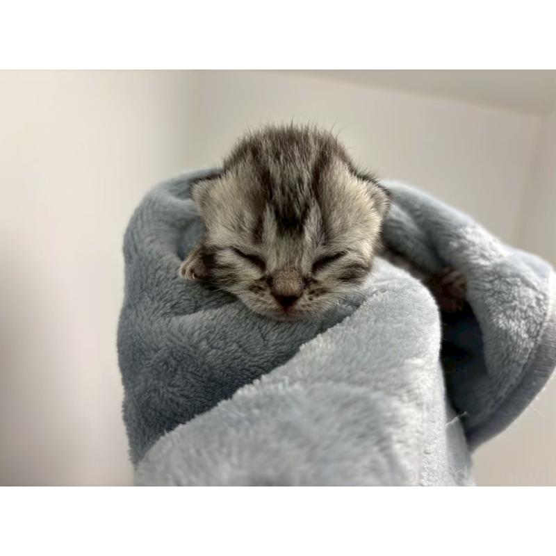 販売中の千葉県のアメリカンショートヘア-134249の10枚目