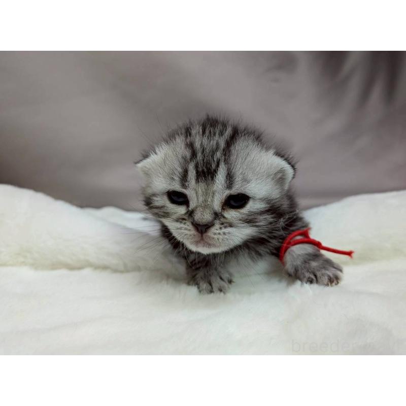 販売中の千葉県のアメリカンショートヘア-134249の8枚目