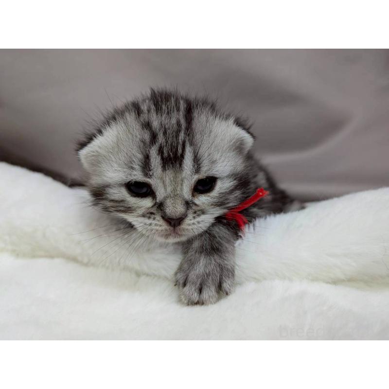 販売中の千葉県のアメリカンショートヘア-134249の9枚目