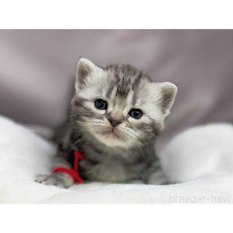 販売中の千葉県のアメリカンショートヘア-134249の5枚目