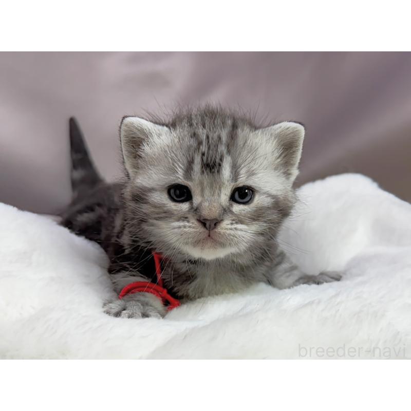 販売中の千葉県のアメリカンショートヘア-134249の4枚目