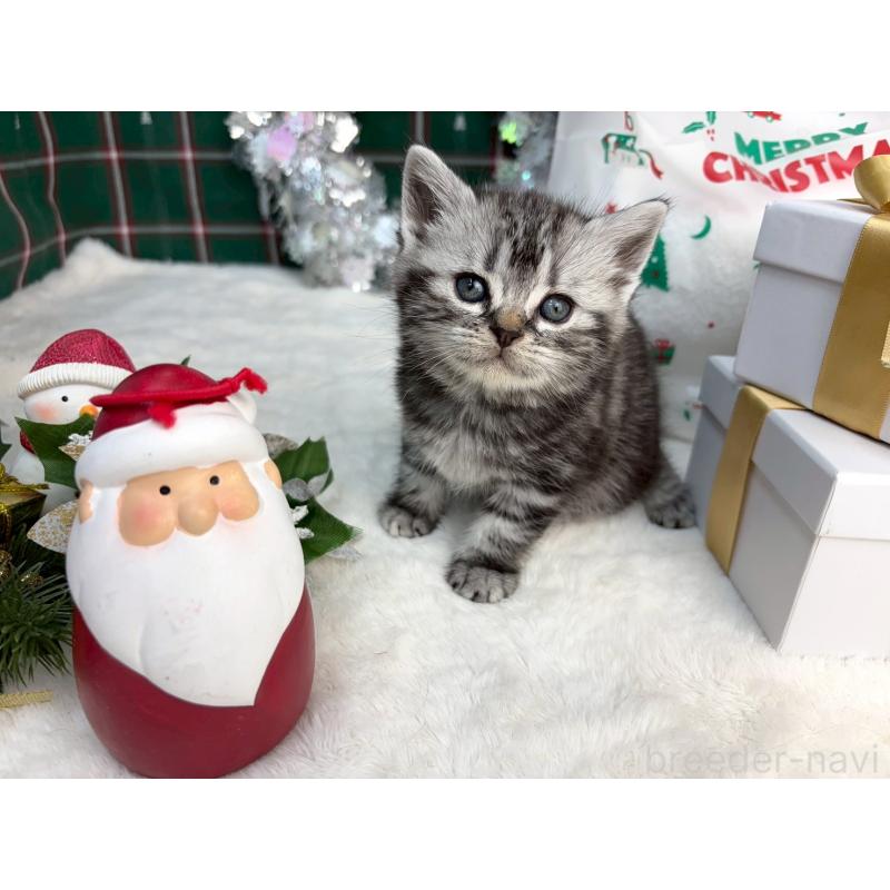 販売中の千葉県のアメリカンショートヘア-134249の1枚目