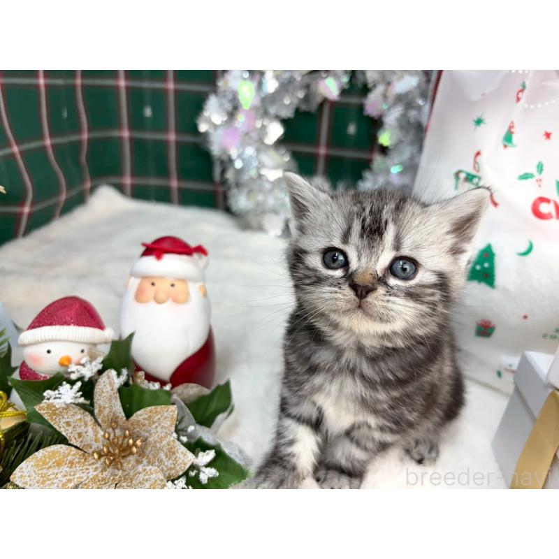 販売中の千葉県のアメリカンショートヘア-134249の3枚目