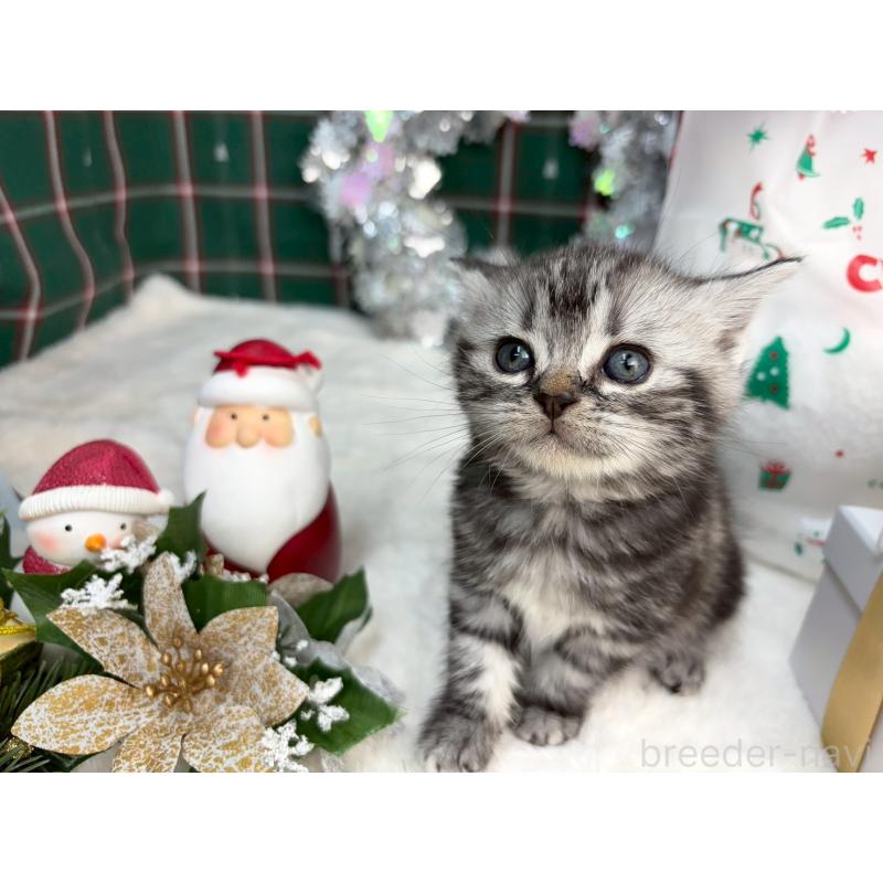 販売中の千葉県のアメリカンショートヘア-134249の2枚目