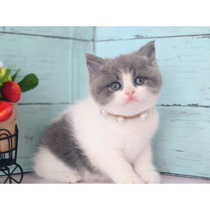 販売中の東京都のマンチカン-134250の5枚目