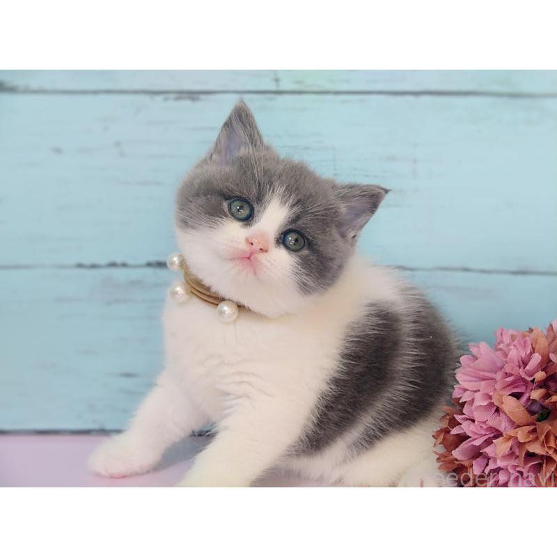 販売中の東京都のマンチカン-134250の4枚目