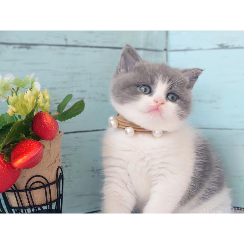 販売中の東京都のマンチカン-134250の3枚目