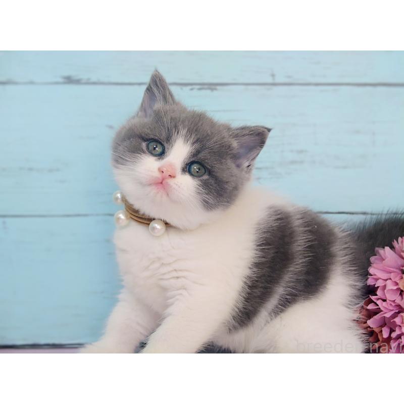 販売中の東京都のマンチカン-134250の2枚目