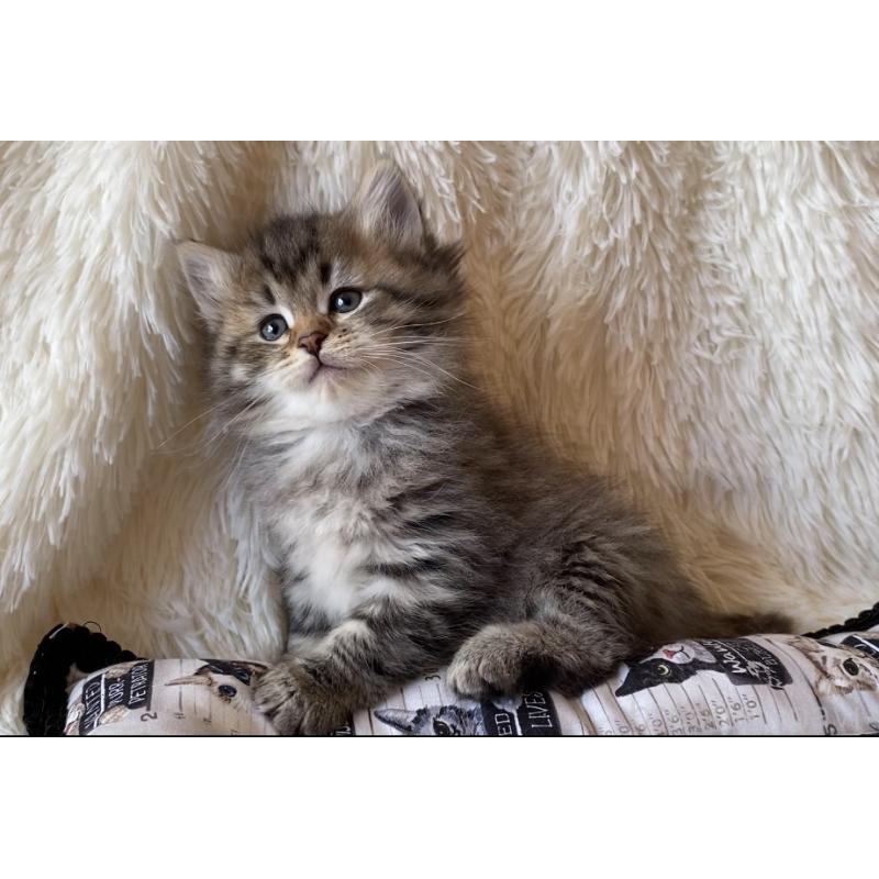 販売中の愛知県のサイベリアン-134251の6枚目