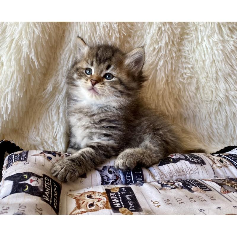 販売中の愛知県のサイベリアン-134251の5枚目