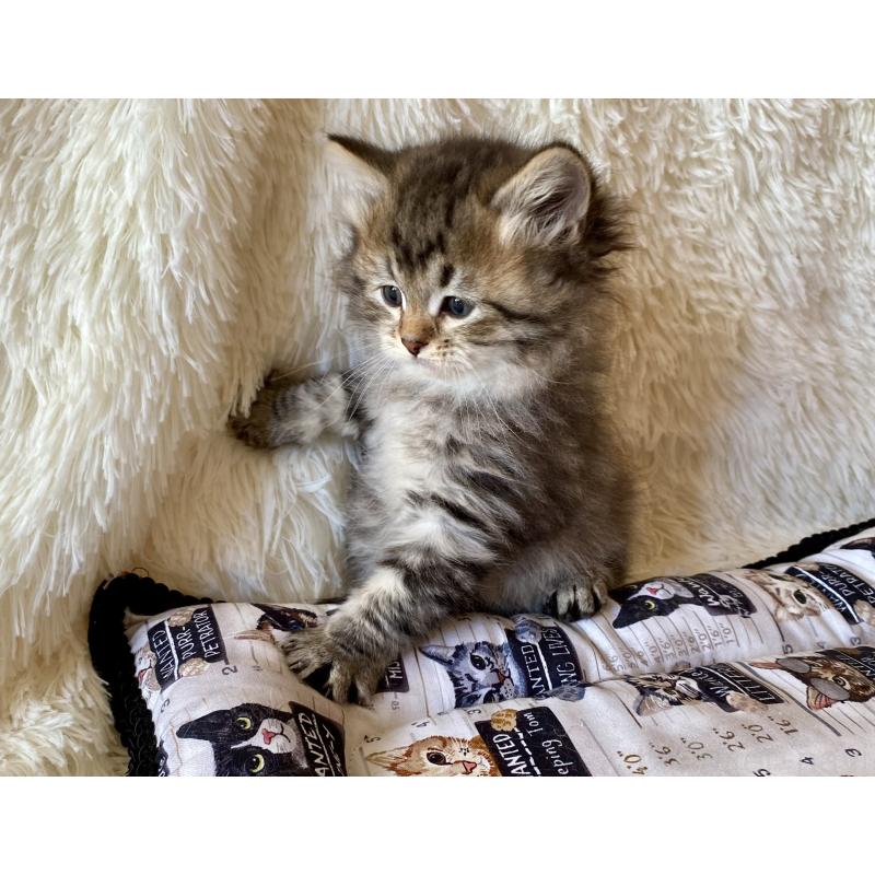 販売中の愛知県のサイベリアン-134251の4枚目