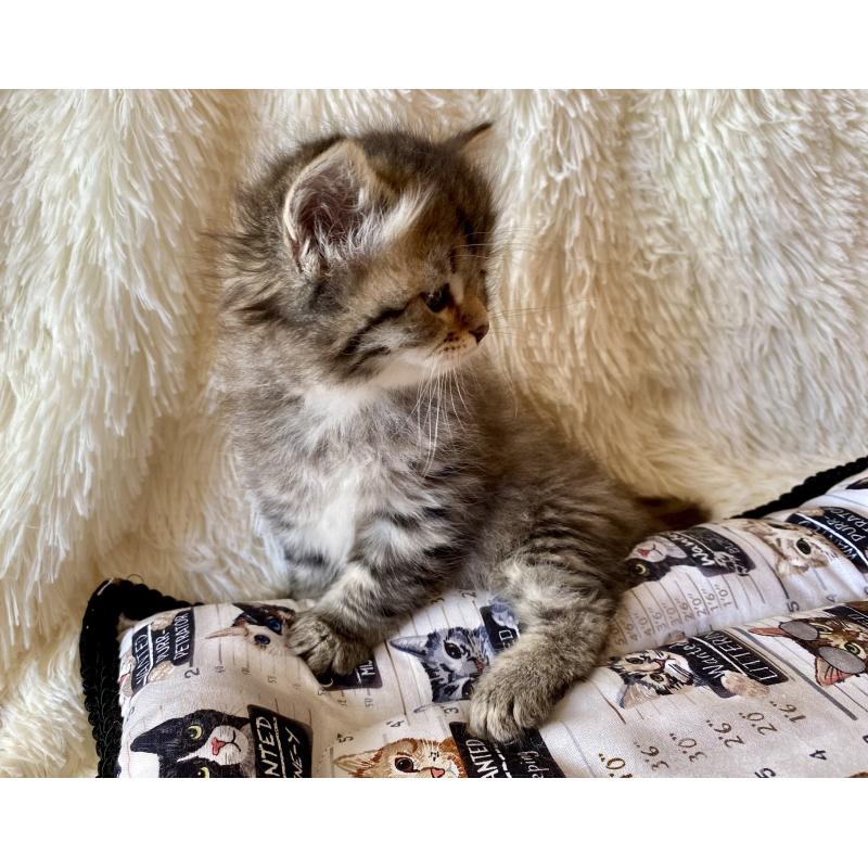 販売中の愛知県のサイベリアン-134251の3枚目