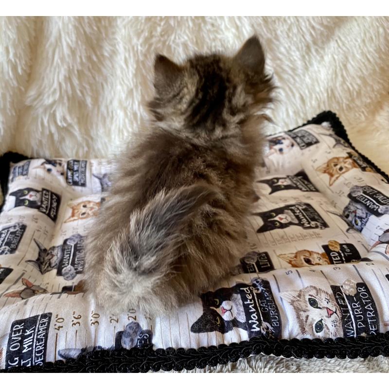 販売中の愛知県のサイベリアン-134251の2枚目