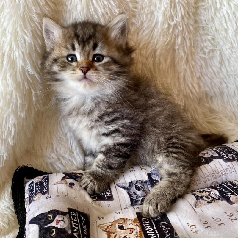 販売中の愛知県のサイベリアン-134251