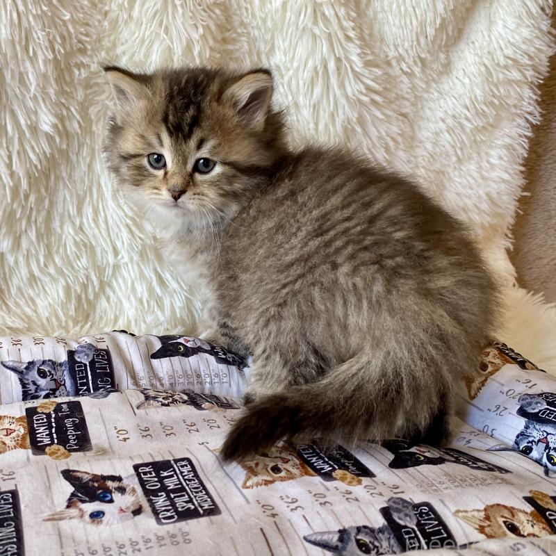 販売中の愛知県のサイベリアン-134252の6枚目