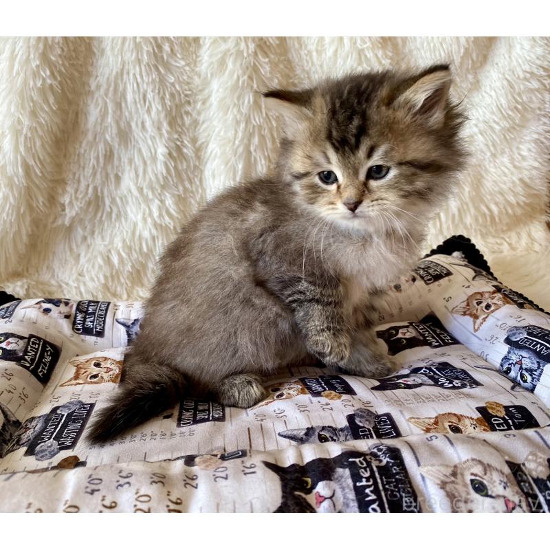 販売中の愛知県のサイベリアン-134252の5枚目