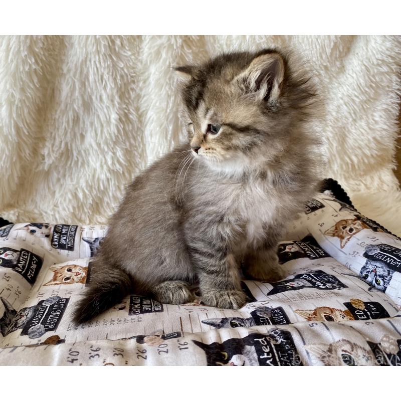 販売中の愛知県のサイベリアン-134252の4枚目