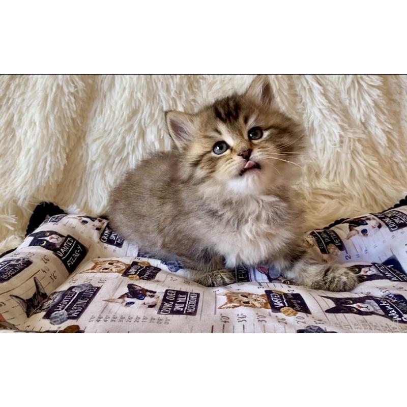 販売中の愛知県のサイベリアン-134252の3枚目