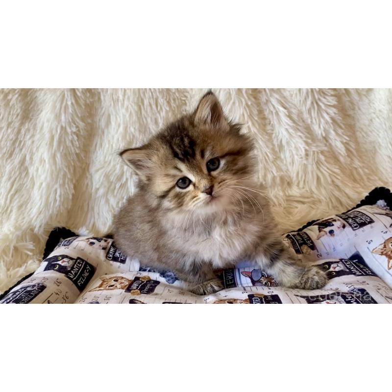 販売中の愛知県のサイベリアン-134252の2枚目