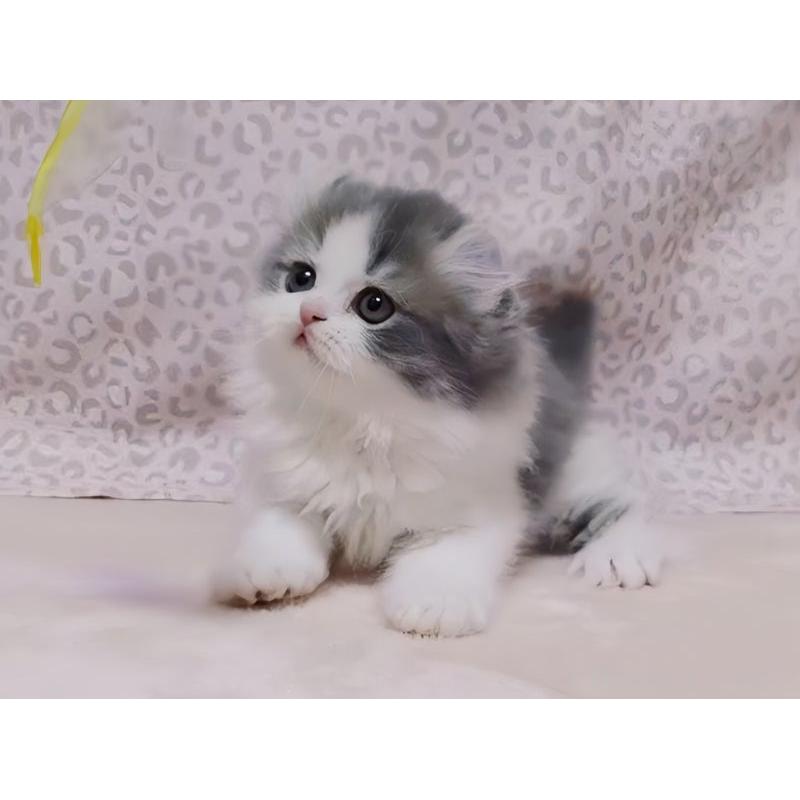 販売中の愛媛県のミヌエット-134253の8枚目