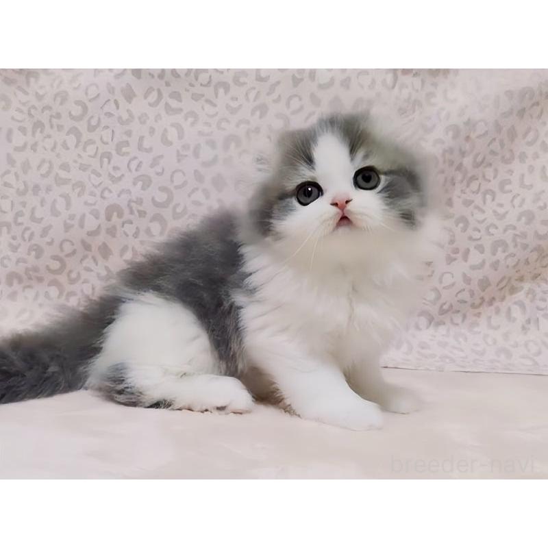 販売中の愛媛県のミヌエット-134253の9枚目