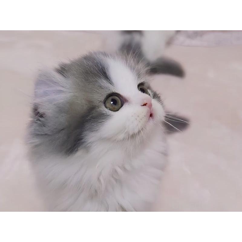 販売中の愛媛県のミヌエット-134253の7枚目