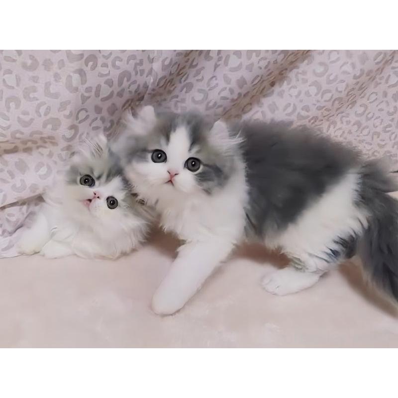 販売中の愛媛県のミヌエット-134253の6枚目