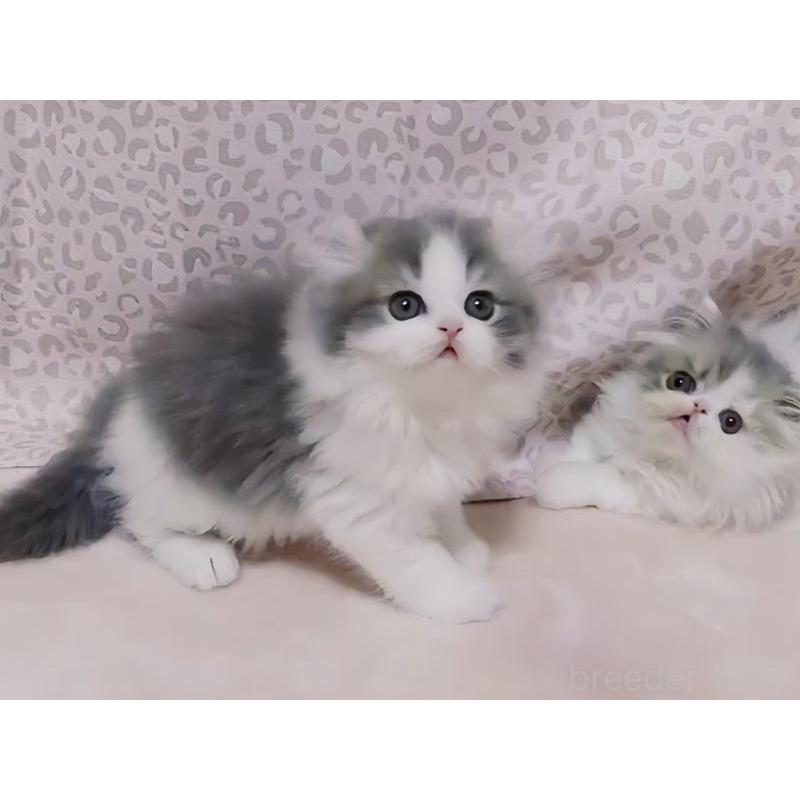 販売中の愛媛県のミヌエット-134253の5枚目