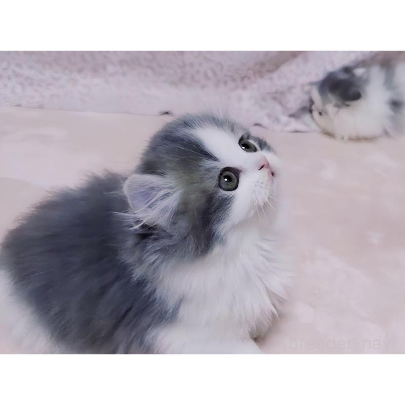 販売中の愛媛県のミヌエット-134253の4枚目