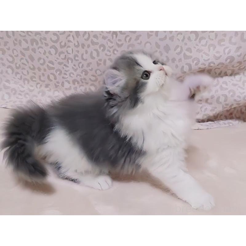 販売中の愛媛県のミヌエット-134253の3枚目