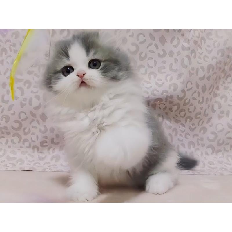 販売中の愛媛県のミヌエット-134253の2枚目