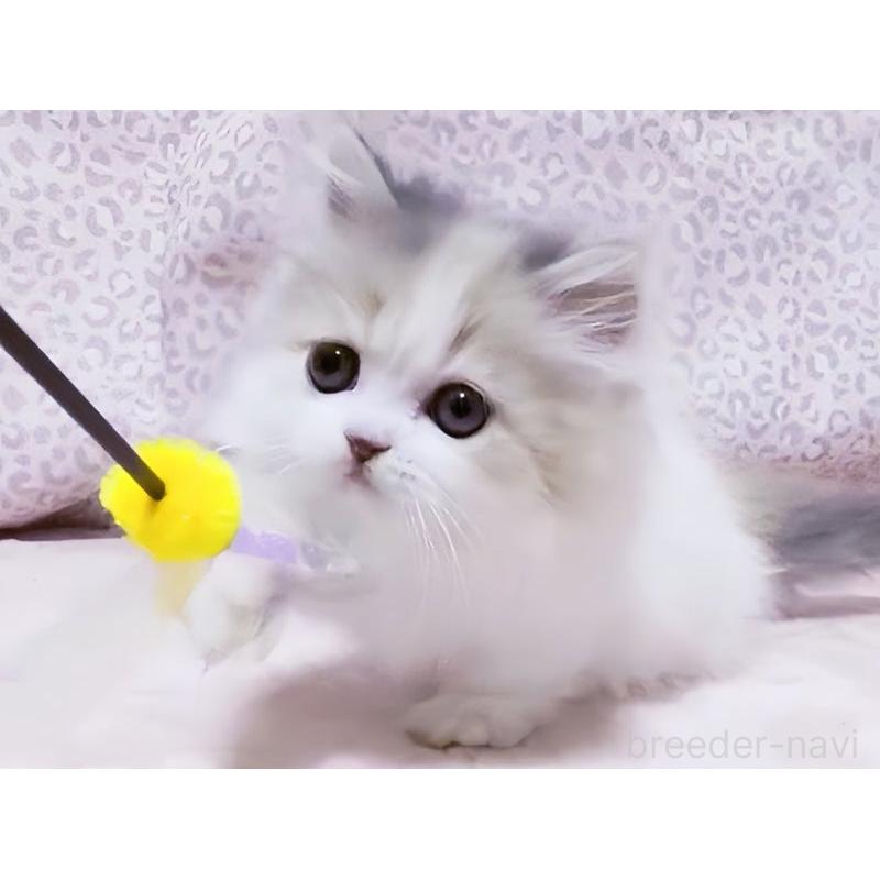 販売中の愛媛県のミヌエット(短足)-134254の6枚目