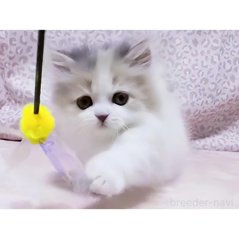 販売中の愛媛県のミヌエット(短足)-134254の5枚目