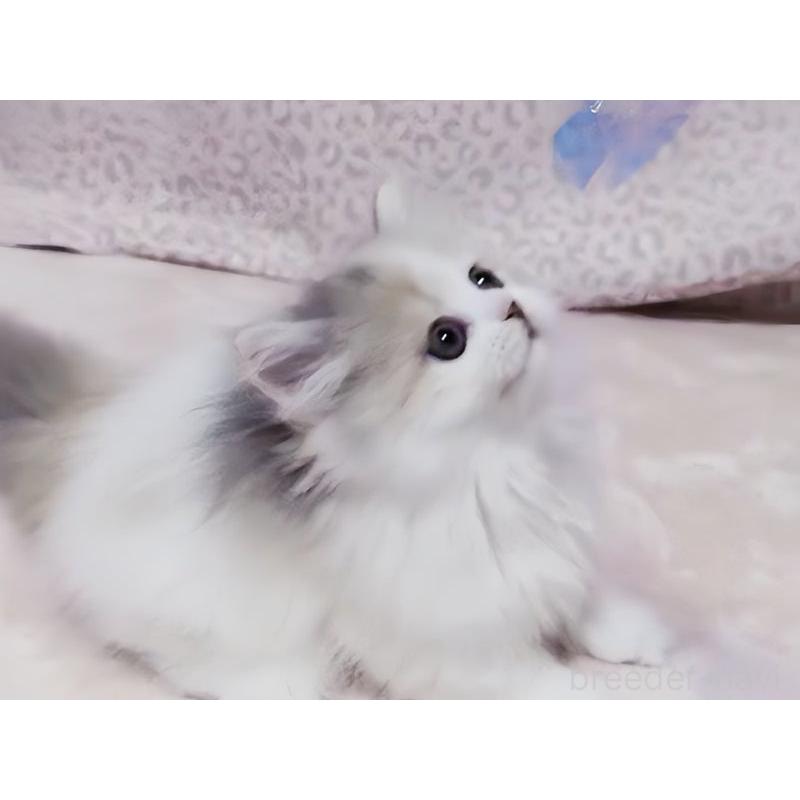 販売中の愛媛県のミヌエット(短足)-134254の4枚目