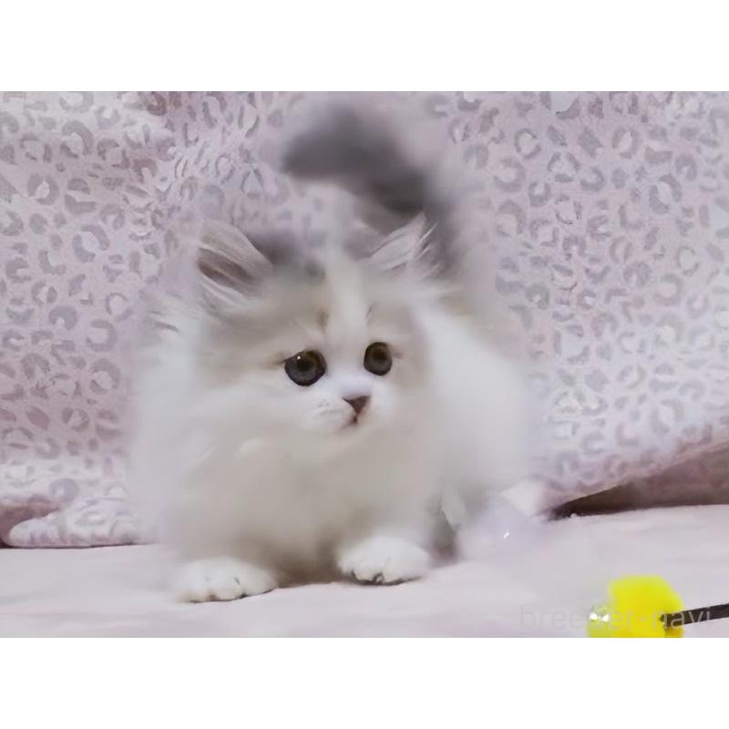 販売中の愛媛県のミヌエット(短足)-134254の2枚目