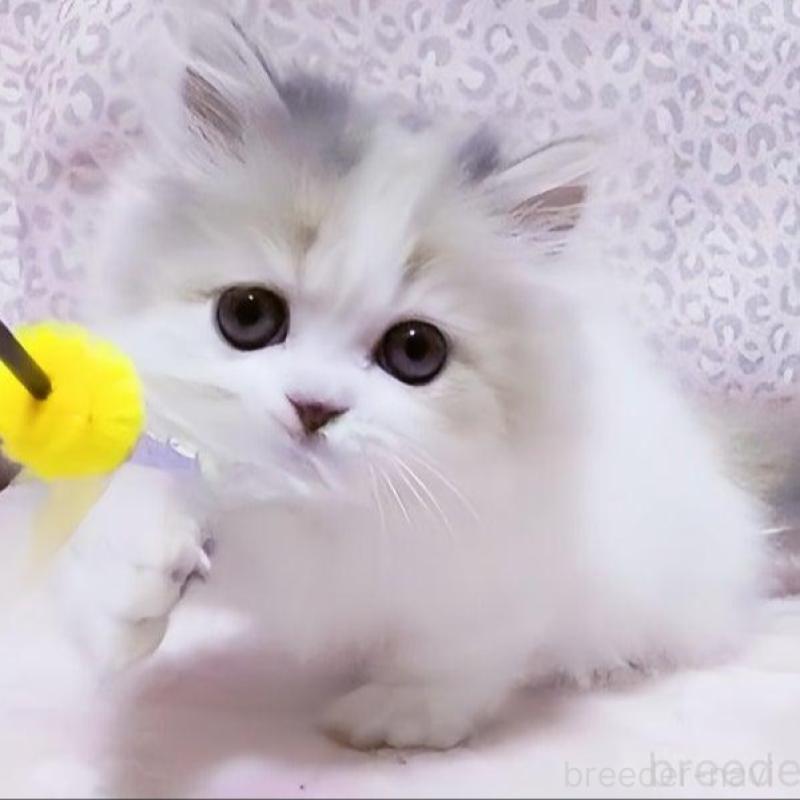 販売中の愛媛県のミヌエット(短足)-134254の1枚目