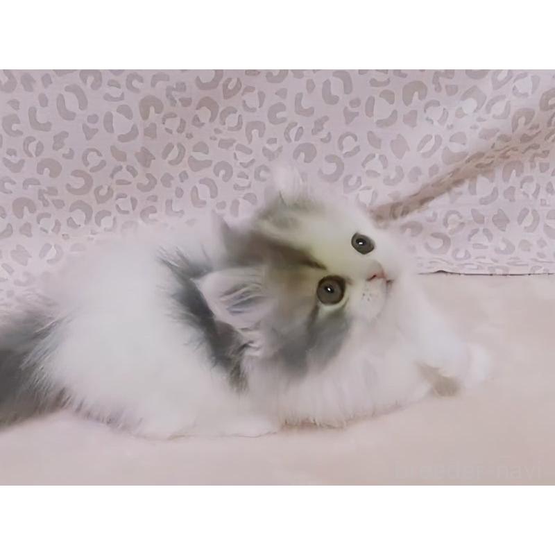 販売中の愛媛県のミヌエット(短足)-134255の5枚目