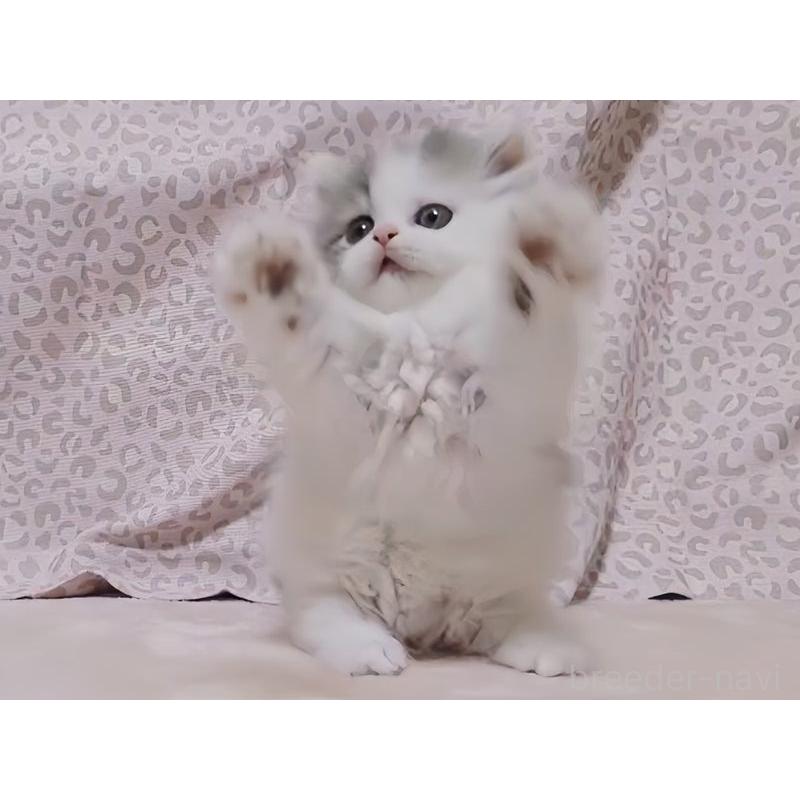 販売中の愛媛県のミヌエット(短足)-134255の3枚目