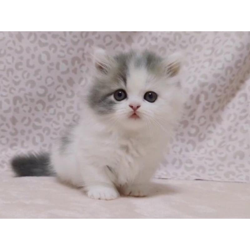 販売中の愛媛県のミヌエット(短足)-134255の4枚目