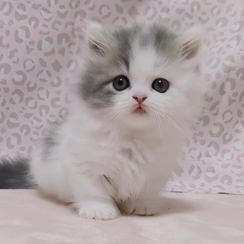 販売中の愛媛県のミヌエット(短足)-134255