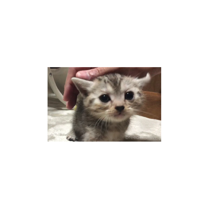 販売中の千葉県のスコティッシュストレート-134256の4枚目