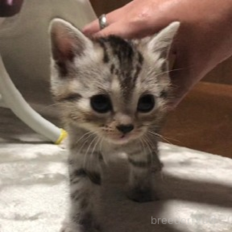 販売中の千葉県のスコティッシュストレート-134256の1枚目