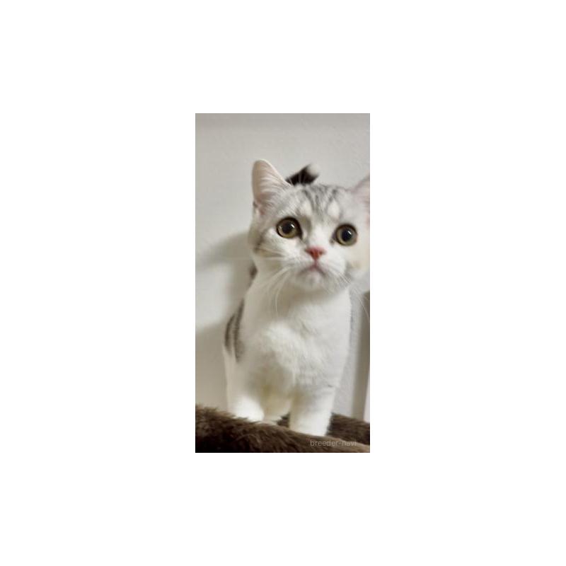 販売中の大阪府のスコティッシュストレート-134257の4枚目