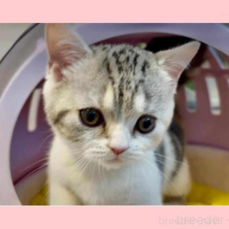 販売中の大阪府のスコティッシュストレート-134257